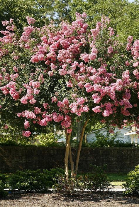 The Magic Behind Plump Crepe Myrtles: Exploring their Mystical History
